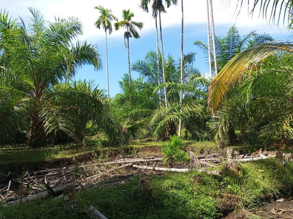 Lahan Perkebunan Sawit Masyarakat Desa Karya Bakti