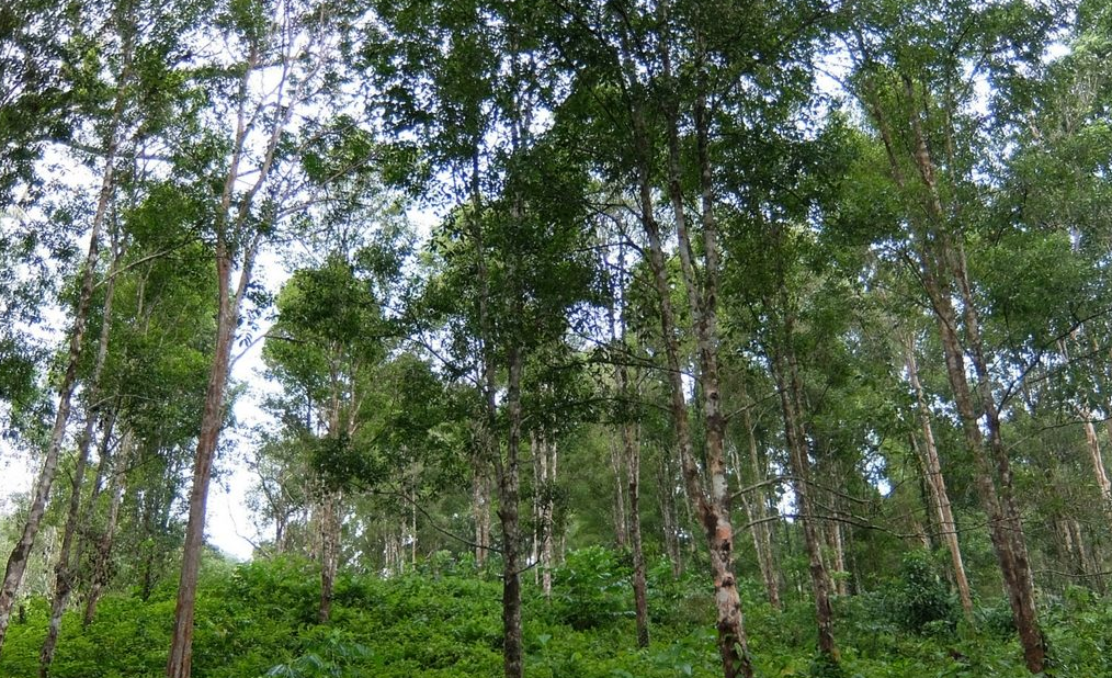 Lahan Cengkeh Masyarakat Desa Karya Bakti Sebagai Mata Pencaharian Masyarakat 